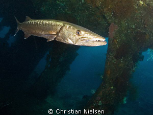 Master of the wreck. The resident barracuda in the Libert... by Christian Nielsen 